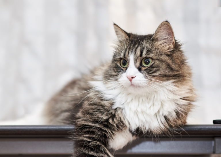 甲状腺機能亢進症の原因は何ですか?